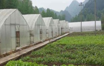 倒挂金钟品种有哪些