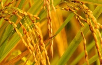 甲基二磺隆除草剂如何施用（甲基二磺隆的作用机理）