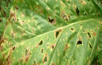 西瓜只开花不坐果的原因（西瓜开花不坐果的防治方法）