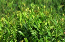 植物生长调节剂有哪些作用（如何复配效果好）