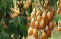 杜鹃花怎样施肥（杜鹃施肥注意事项）