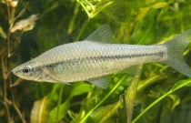 麦穗鱼怎么养（麦穗鱼养殖技术鱼注意事项）