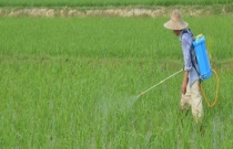 大樱桃肥水怎么管理（大樱桃肥水管理技术）