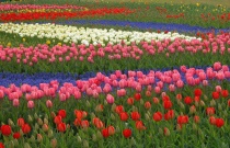 秋施基肥应选择什么肥料（不及时施秋肥有什么后果）