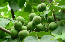 沙糖桔种植几年可结果（沙糖桔亩产量多少）