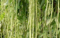 豆角能冲高钾肥料吗？