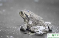 乙磷铝的防治对象及使用方法