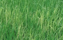 番茄缺钾的症状、原因、图片及补钾措施