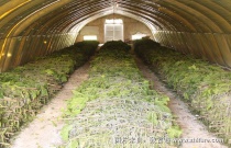 大棚养蚕技术介绍