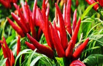 棉花“洞A”核雄性不育种质的成功培育