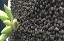 套作大豆的管理小技巧