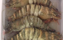 柚子怎么施肥（柚子的施肥方法）