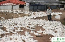 二溴磷怎么防治?症状识别、发病规律与用药方法