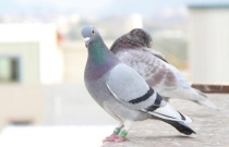 信鸽配对技巧（信鸽怎么分辨公母）