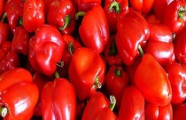 玉米灌浆期光照不足应该晚收