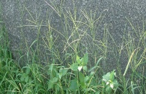 甲草胺使用范围介绍