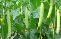 人工栽培葛根高产和管理技术