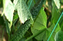 黄瓜是水果吗？
