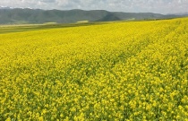 杀虫剂如何使用才能发挥效果