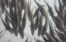 鲟鱼养殖条件介绍
