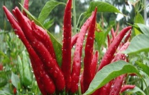 七星椒是哪儿的特产 七星椒是哪儿的特产