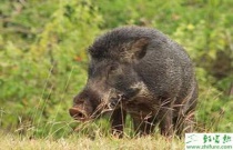 养野猪预防水肿尤为重要