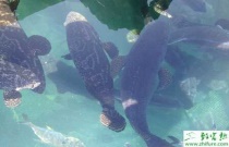 养殖石斑鱼苗标粗技术及日常管理步骤 养殖石斑鱼苗标粗技术及日常管理步骤
