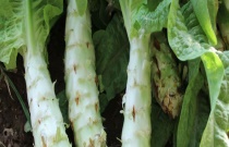 摇钱树的养殖方法