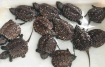 西瓜高产施肥方法