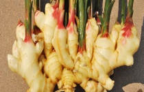 蟹爪兰怎么不开花（不开花怎么办）