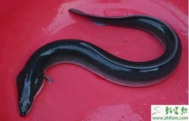 甘薯软腐病的防治方法