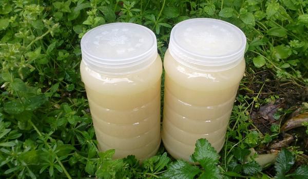 油菜花蜂蜜的作用与功效及禁忌 油菜花蜂蜜市场价格多少钱一斤