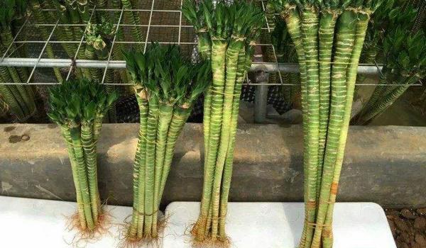 荷叶竹的养殖方法和注意事项