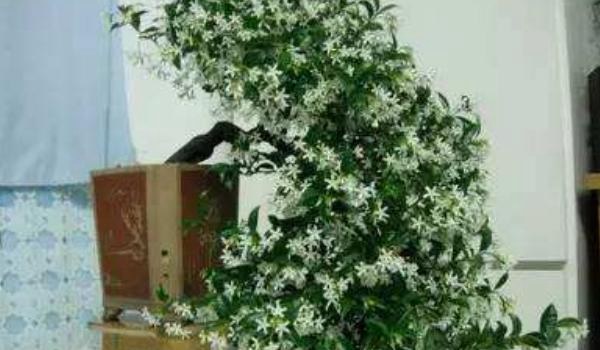 络石怎么养（盆景） 络石养殖方法与注意事项