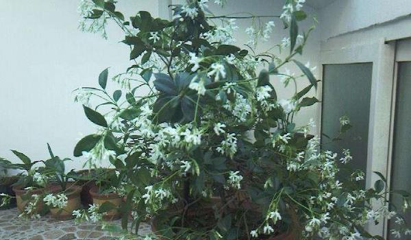 络石怎么养（盆景） 络石养殖方法与注意事项