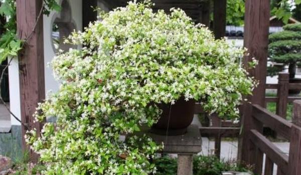 络石怎么养（盆景） 络石养殖方法与注意事项