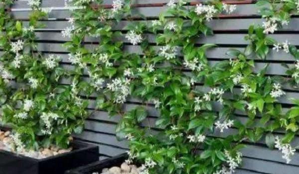 络石怎么养（盆景） 络石养殖方法与注意事项