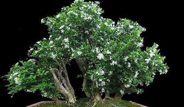 络石怎么养（盆景） 络石养殖方法与注意事项