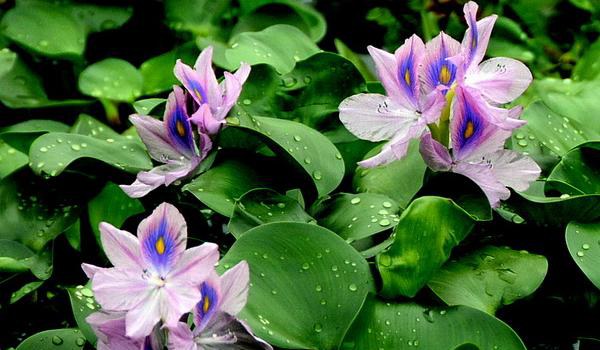 凤眼蓝怎么养 凤眼蓝养殖方法与注意事项