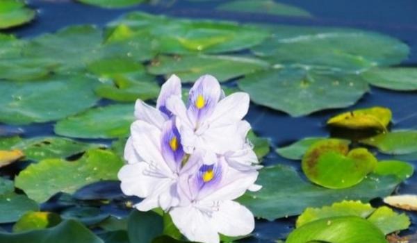 凤眼蓝怎么养 凤眼蓝养殖方法与注意事项