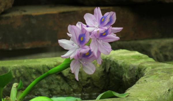 凤眼蓝怎么养 凤眼蓝养殖方法与注意事项