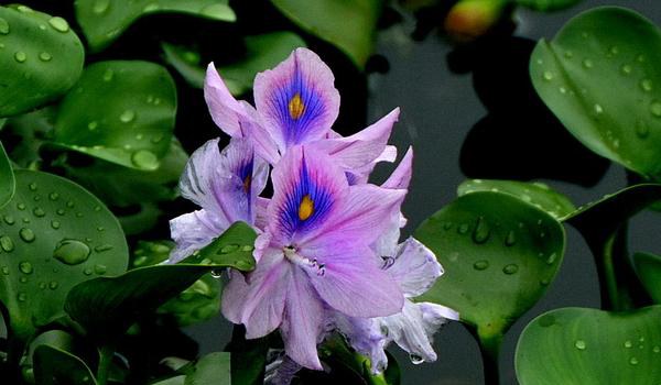 凤眼蓝怎么养 凤眼蓝养殖方法与注意事项