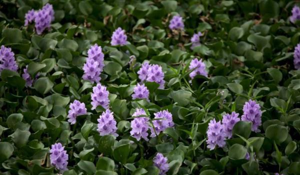 凤眼蓝怎么养 凤眼蓝养殖方法与注意事项