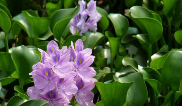 凤眼蓝怎么养 凤眼蓝养殖方法与注意事项