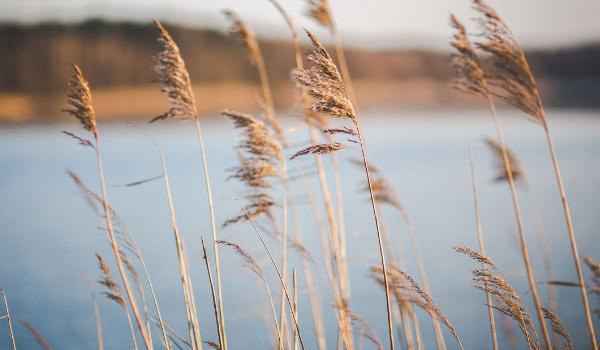 芦苇根的功效与作用及禁忌 芦苇根药用价值