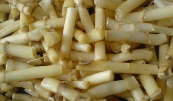 芦苇根的功效与作用及禁忌 芦苇根药用价值