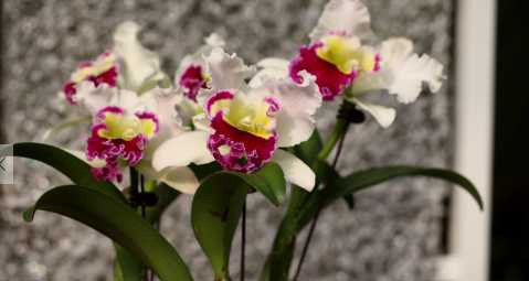 兰花的功效与作用 种养兰花需要注意什么？