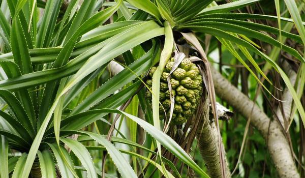 菠萝树的图片大全