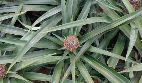 菠萝树的图片大全