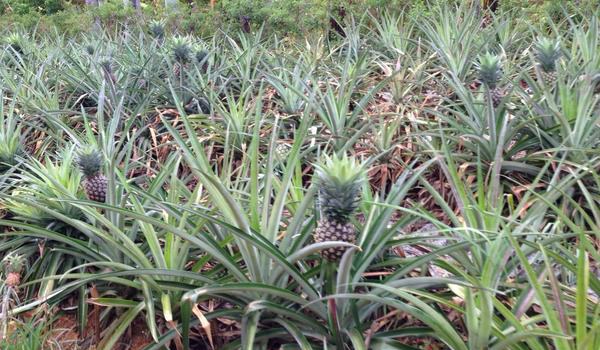 菠萝树的图片大全